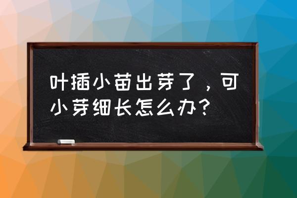 叶插长寿花只长根不生芽怎么补救 叶插小苗出芽了，可小芽细长怎么办？