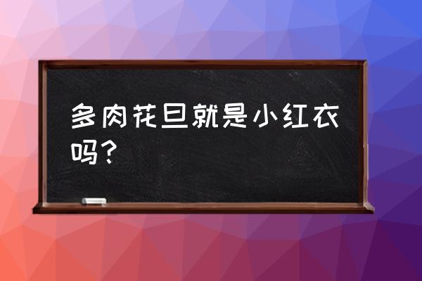 小红衣多肉状态图 多肉花旦就是小红衣吗？