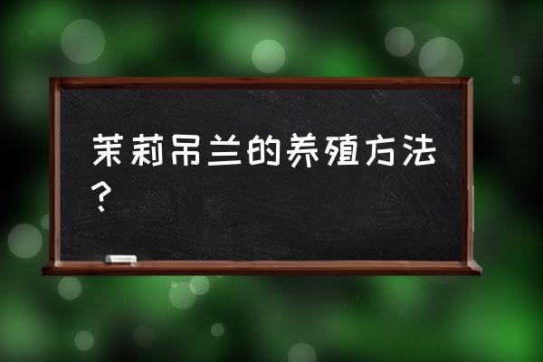 茉莉花冬季最好的养殖方法 茉莉吊兰的养殖方法？