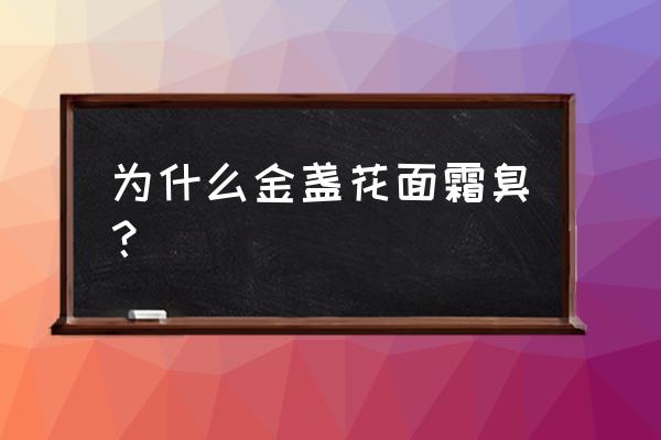 戴可思金盏花洗发沐浴露老爸评测 为什么金盏花面霜臭？