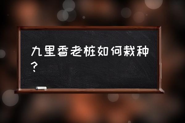 九里香买回来种植方法 九里香老桩如何栽种？