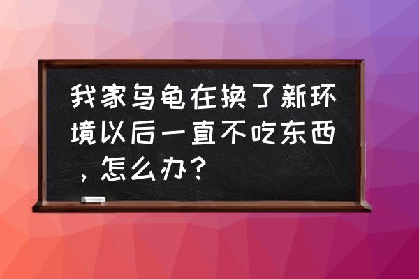 乌龟到家不吃饲料怎么办 我家乌龟在换了新环境以后一直不吃东西，怎么办？