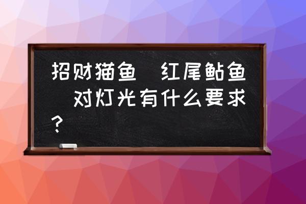 店铺灯光用什么颜色招财 招财猫鱼(红尾鲇鱼）对灯光有什么要求？