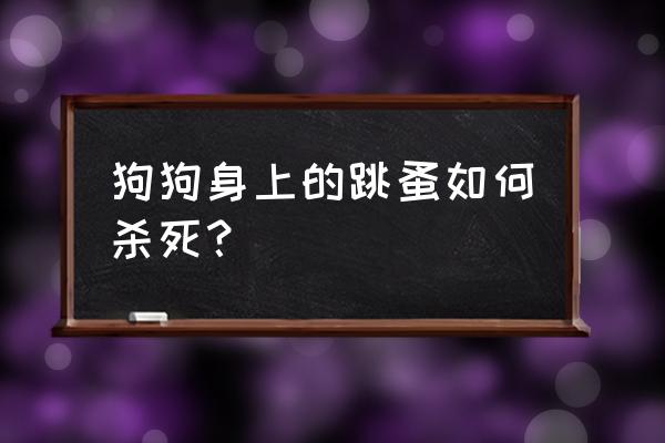 狗狗身上的跳蚤是有什么方法处理 狗狗身上的跳蚤如何杀死？