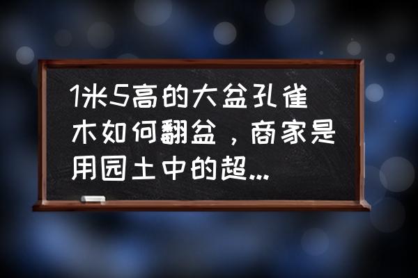 孔雀木分布图 1米5高的大盆孔雀木如何翻盆，商家是用园土中的超大号的瓷盆？