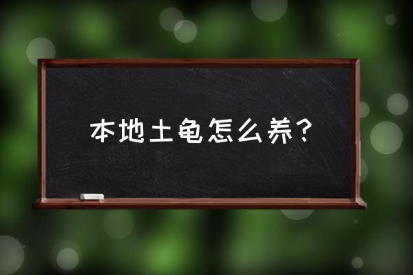 从零开始养龟教程 本地土龟怎么养？