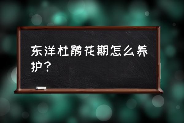 开花期的杜鹃怎么浇水施肥 东洋杜鹃花期怎么养护？