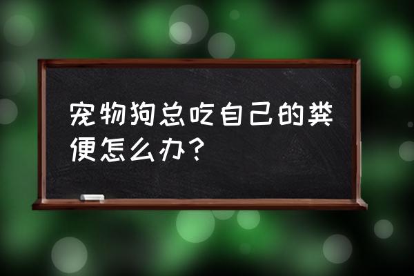 教育狗狗的最好方法 宠物狗总吃自己的粪便怎么办？