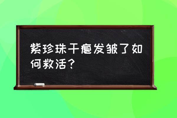 多肉紫珍珠叶子发软发黑怎么办 紫珍珠干瘪发皱了如何救活？