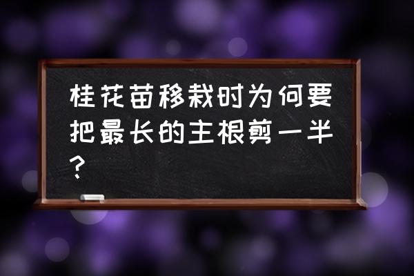 桂花树长得太高树干又细怎么办 桂花苗移栽时为何要把最长的主根剪一半？