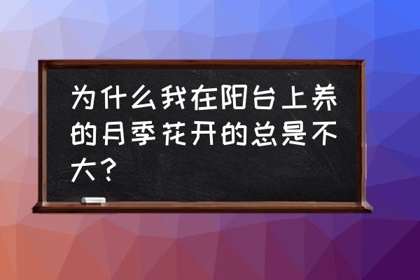 阳台种花好看好打理的大朵花 为什么我在阳台上养的月季花开的总是不大？