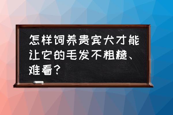 贵宾犬正确饲养方法 怎样饲养贵宾犬才能让它的毛发不粗糙、难看？