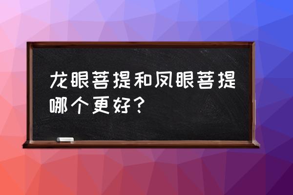 龙眼菩提能直接手盘吗 龙眼菩提和凤眼菩提哪个更好？