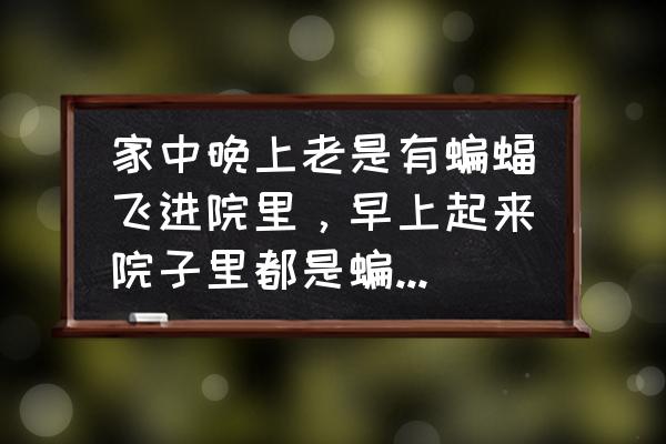 家里老是飞来蝙蝠怎么办呢 家中晚上老是有蝙蝠飞进院里，早上起来院子里都是蝙蝠屎，哪位大神支个招怎么才能轰走蝙蝠呢？