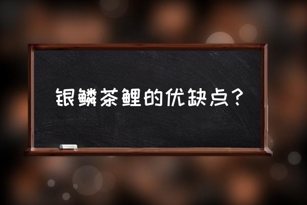 什么锦鲤温顺好养又便宜又好看 银鳞茶鲤的优缺点？