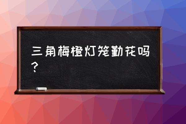 怎么辨别三角梅的勤花和懒花 三角梅橙灯笼勤花吗？