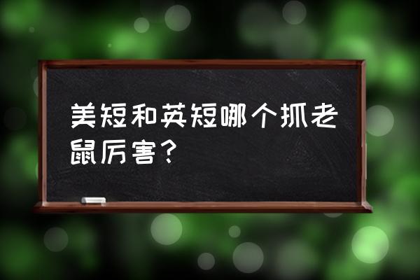 疯狂动物园怎么把老鼠驯服 美短和英短哪个抓老鼠厉害？