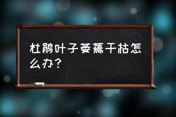 杜鹃花的叶尖干枯怎样救活 杜鹃叶子萎蔫干枯怎么办？