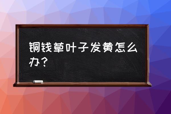 铜钱草半水半土养教程来啦 铜钱草叶子发黄怎么办？