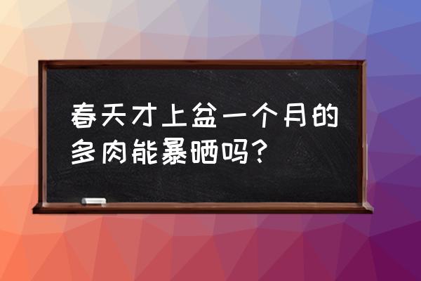 初学养多肉应注意什么 春天才上盆一个月的多肉能暴晒吗？