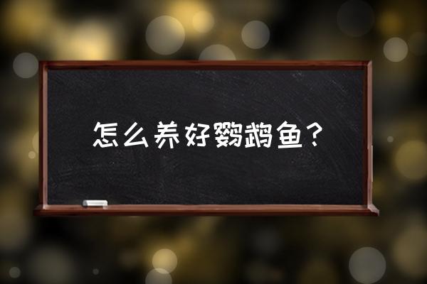 鹦鹉鱼喂食的正确方法 怎么养好鹦鹉鱼？