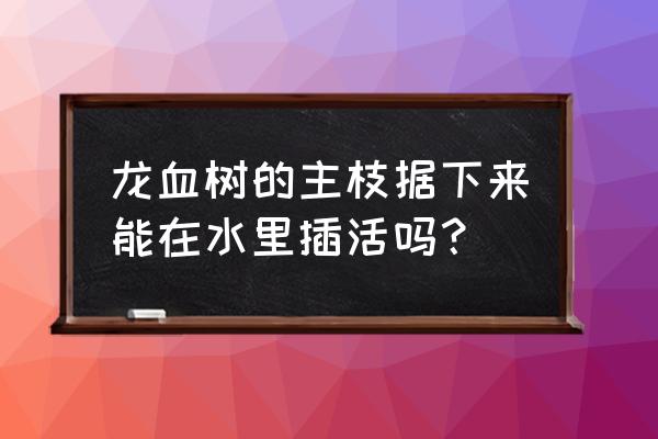 龙血树扦插40天为啥不生根 龙血树的主枝据下来能在水里插活吗？