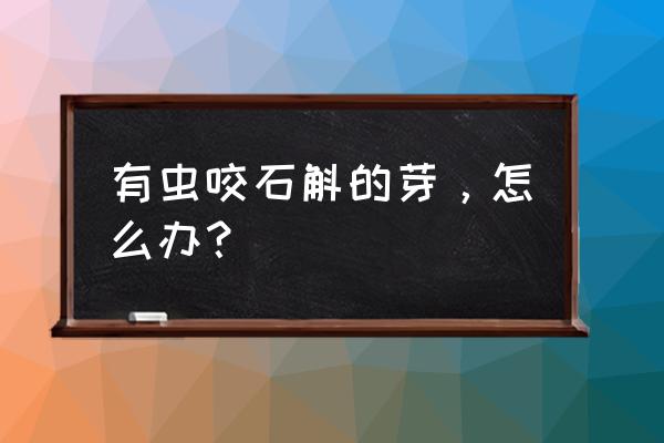 石斛长小白虫怎么办 有虫咬石斛的芽，怎么办？