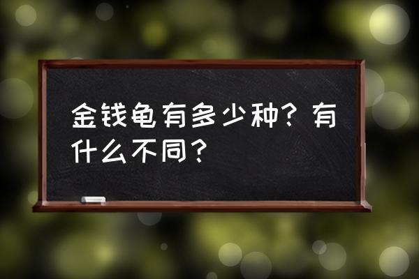 金钱龟是全水还是半水 金钱龟有多少种？有什么不同？