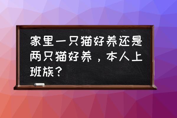 最容易养的猫排行榜 家里一只猫好养还是两只猫好养，本人上班族？