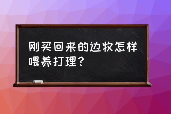 边牧腹泻怎么办 刚买回来的边牧怎样喂养打理？