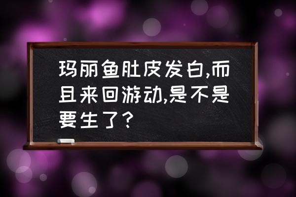 怎么判断玛丽鱼生完没有 玛丽鱼肚皮发白,而且来回游动,是不是要生了？