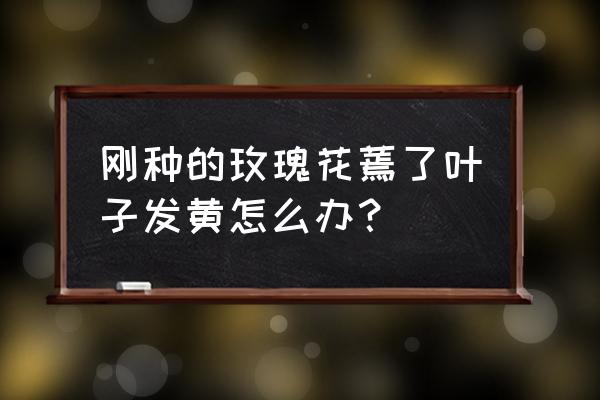 盆栽发黄蔫了怎么救活它 刚种的玫瑰花蔫了叶子发黄怎么办？