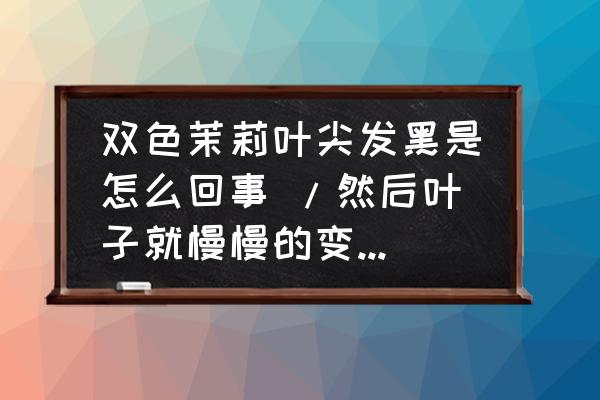 双色茉莉只长叶不开花怎么办 双色茉莉叶尖发黑是怎么回事 /然后叶子就慢慢的变干，到底是怎么回事啊？