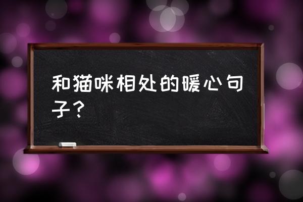 人和狗简短温情句子 和猫咪相处的暖心句子？