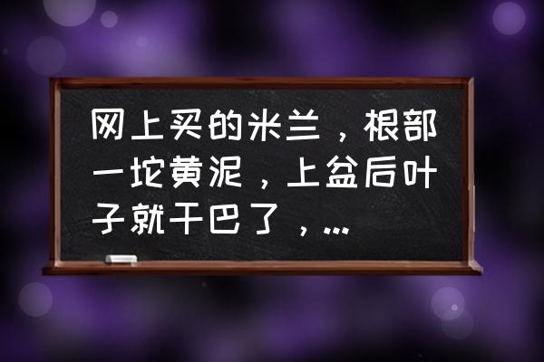 刚买的米兰是黄泥土可以换盆吗 网上买的米兰，根部一坨黄泥，上盆后叶子就干巴了，叶上有小细纹，这是什么原因？我该怎么办？