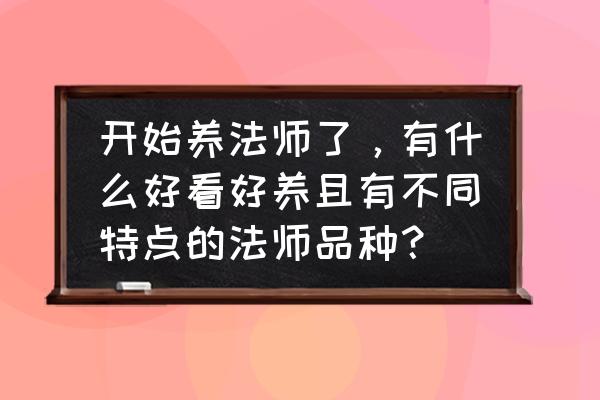 适合家中养殖的花草有哪些 开始养法师了，有什么好看好养且有不同特点的法师品种？