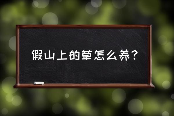 假山草如何在假山上种植 假山上的草怎么养？