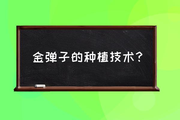 金弹子怎么种植长得茂盛 金弹子的种植技术？