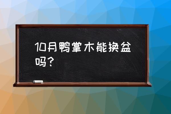 鸭掌木秋冬季怎么养 10月鸭掌木能换盆吗？