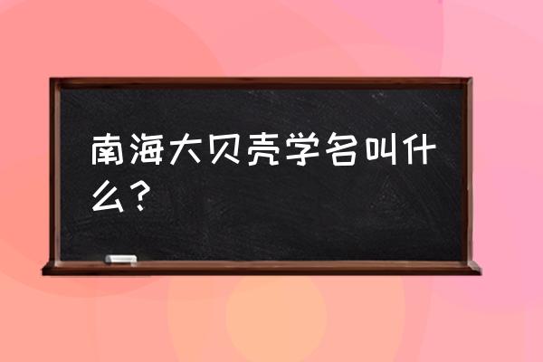 贝壳摆件图片及价格 南海大贝壳学名叫什么？