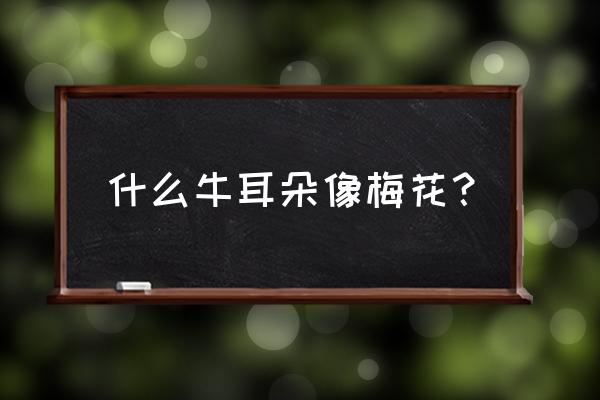 牛头梗一般几个月能立起来 什么牛耳朵像梅花？