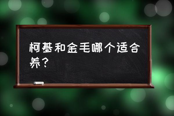 柯基犬为什么不建议小型犬养 柯基和金毛哪个适合养？