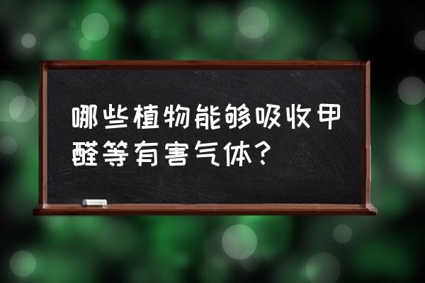 哪种植物吸甲醛最厉害又好养 哪些植物能够吸收甲醛等有害气体？