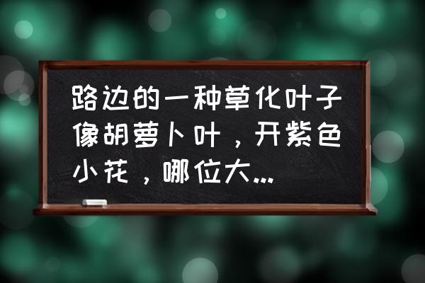 安徽细叶美女樱要多少钱 路边的一种草化叶子像胡萝卜叶，开紫色小花，哪位大师告诉我？