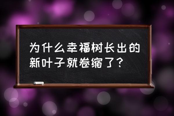 发财树叶子卷着原因和解决方法 为什么幸福树长出的新叶子就卷缩了？