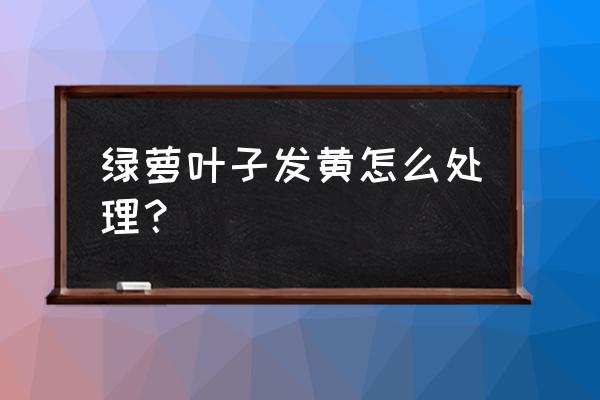 绿萝施肥需施什么肥料好一点 绿萝叶子发黄怎么处理？