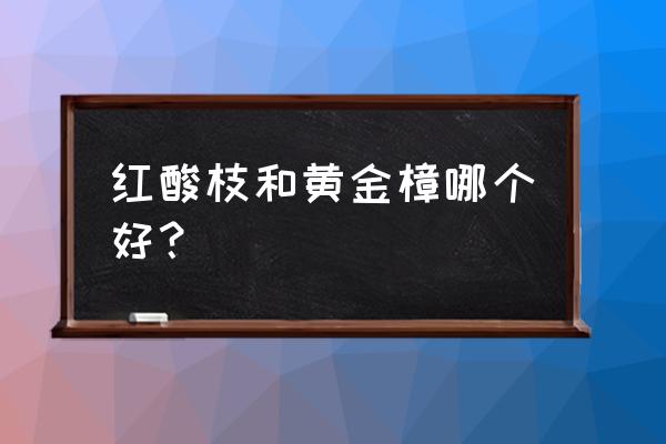 如何分辨黄花梨木和大红酸枝 红酸枝和黄金樟哪个好？