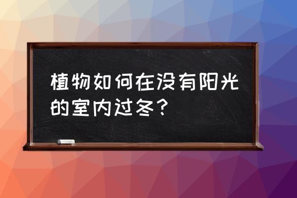 花卉冬天应该怎么管理 植物如何在没有阳光的室内过冬？