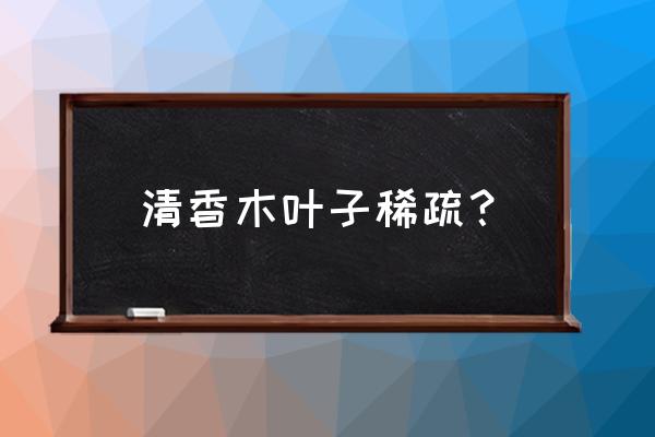 清香木叶子发黄蔫了怎么补救 清香木叶子稀疏？