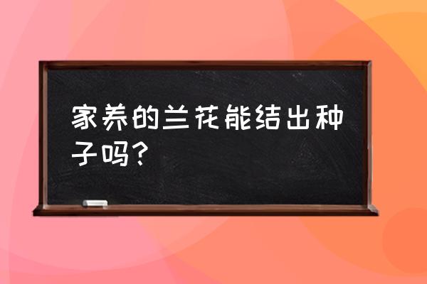 兰花种子怎样育最好 家养的兰花能结出种子吗？